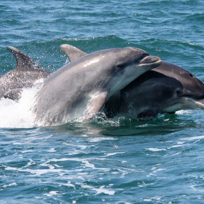 dolphin