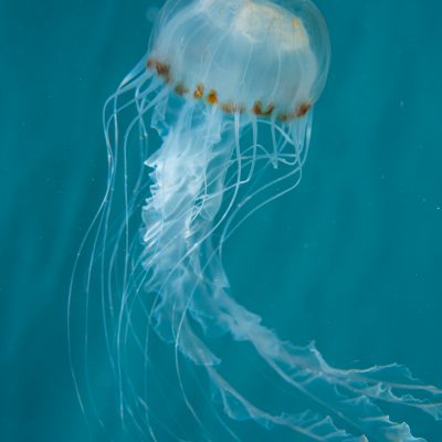 jellyfish