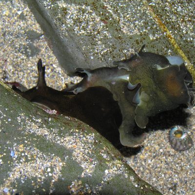 sea slug