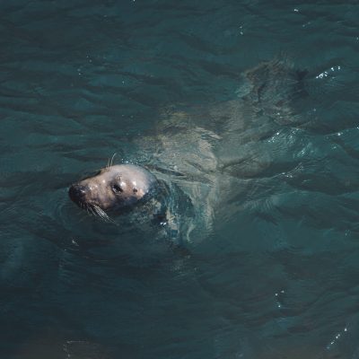 seal
